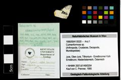 Foto (Objekt + Etiketten) von Culmenformosa sp. 